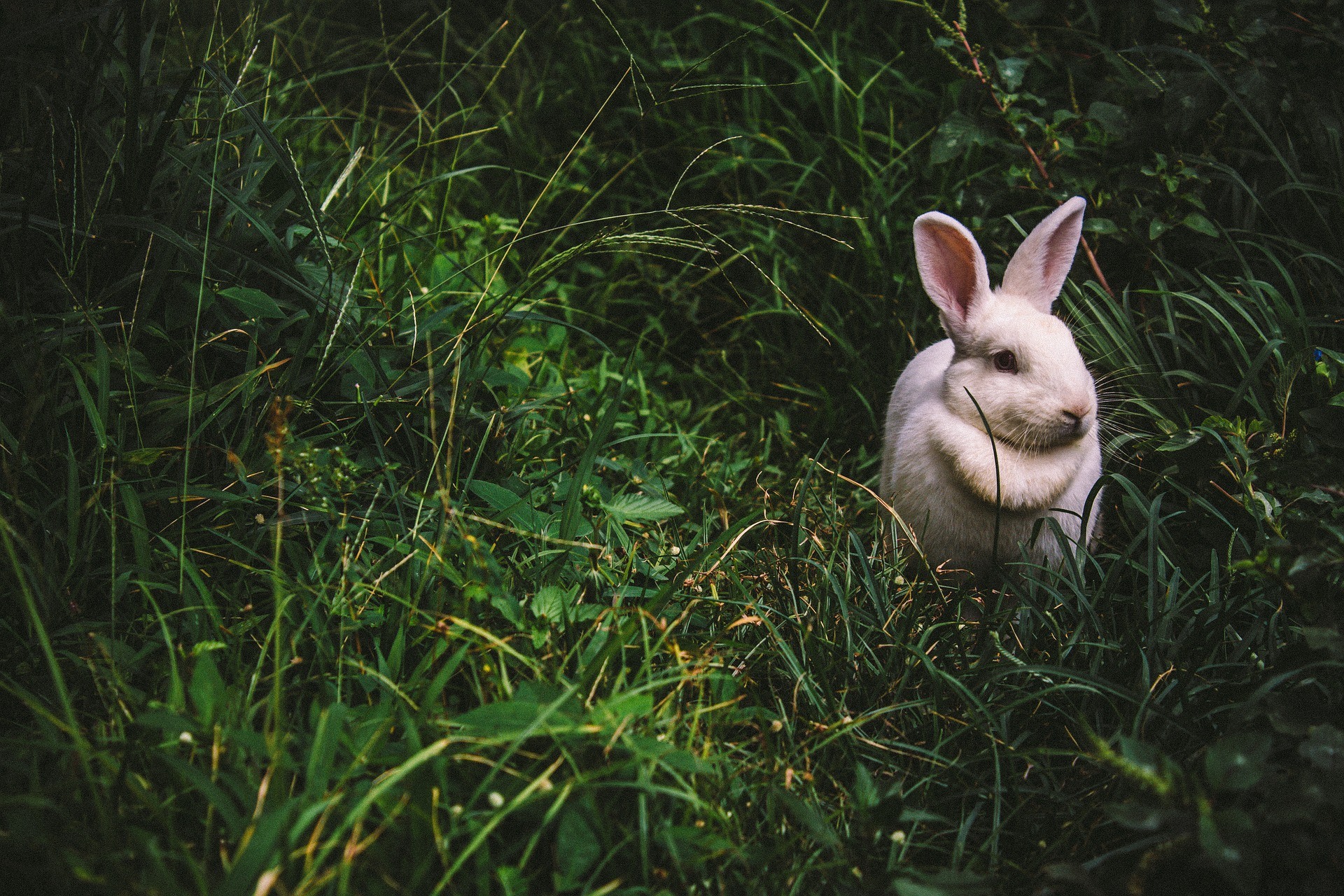 What Are The Signs Of A Rabbit Infestation?